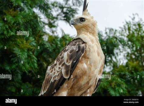 Portrait of Golden Falcon Stock Photo - Alamy