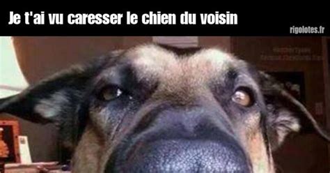 Je T Ai Vu Caresser Le Chien Du Voisin Blagues Et Les Meilleures