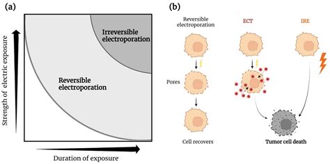 Cancers Free Full Text Electroporation And Immunotherapy—unleashing