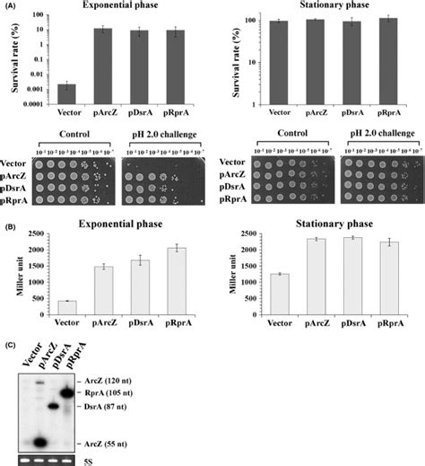 Effect Of Overexpression Of Rpos Activating Srnas On Acid Resistance Of