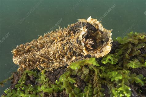 Case Building Caddisfly Larva Stock Image C054 9683 Science Photo