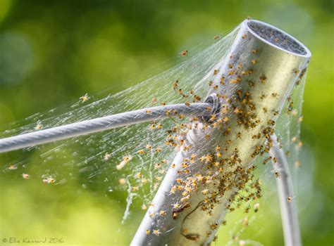 Hanging Out - There are More Where These Came From - Ellie Kennard