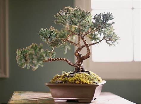 How To Plant Your Own Bonsai Tree In 3 Simple Steps And Keep It Alive