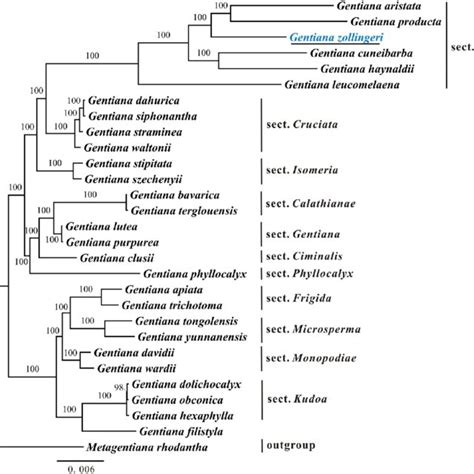 Maximal Likelihood Tree Of Gentiana Based On Protein Coding Genes In