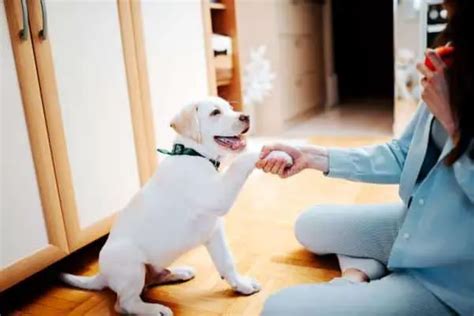 Cómo Educar A Un Cachorro Vida Con Mascotas ️