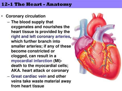 Cardiovascular System Anatomy Ppt