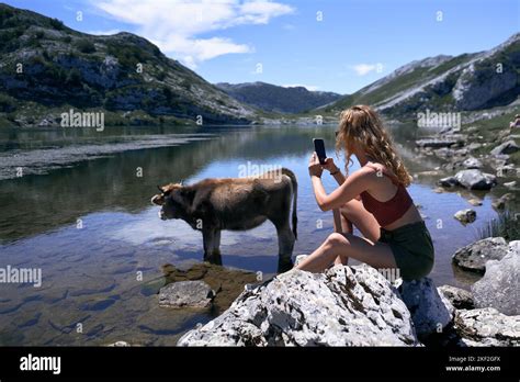 Scantily Clad Blonde Caucasian Girl Taking A Picture Of A Cow Inside The Lake Covadonga