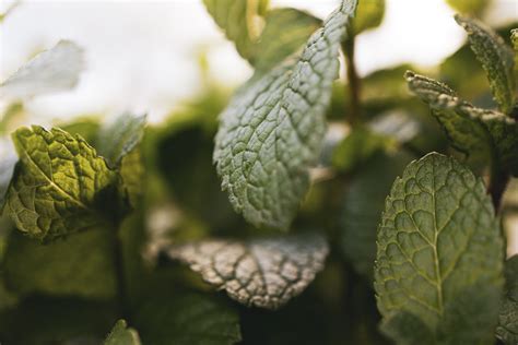 12 Facts About Spearmint - Facts.net