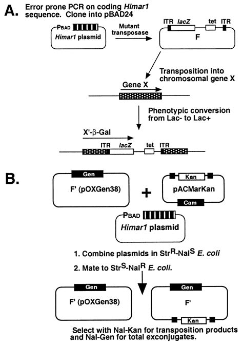 Hyperactive Transposase Mutants Of The Himar1 Mariner Transposon PNAS