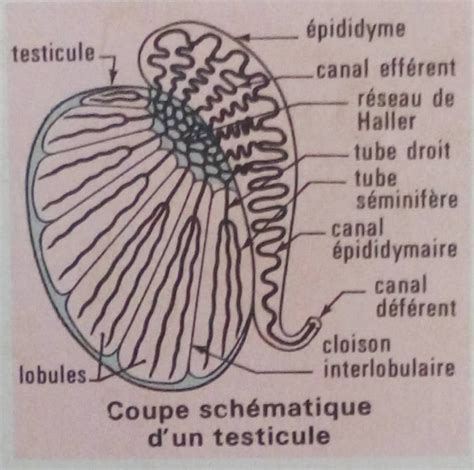 Je connais la structure des gonades Leçon f ORGANISATION DES