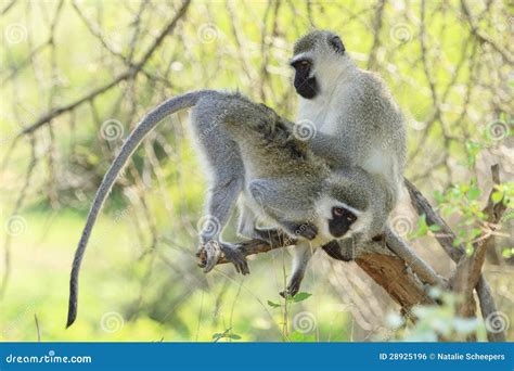 Vervet Monkeys Grooming Stock Photo Image Of Hairy Grey