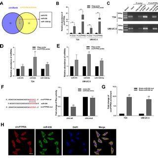 Circptpra Inhibits The Proliferation Of Bc Cells A Design Of Sirnas