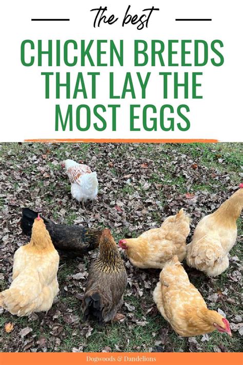 Best Egg Laying Chicken Breeds Artofit