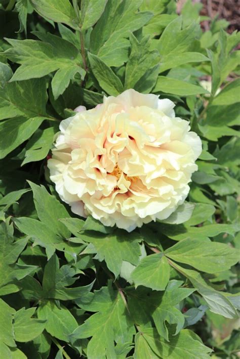 Alicia Nicole Tree Peony Halifax Perennials Inc