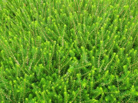 Free Images Tree Lawn Leaf Flower Moss Foliage Pattern Green