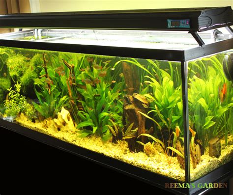 How To Grow Live Plants In An Aquarium Reema S Garden