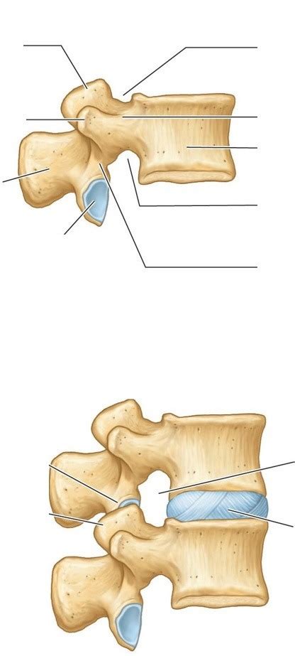 Typical Vertebrae Diagram Quizlet