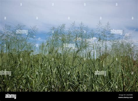 Green Sky Nature Hi Res Stock Photography And Images Alamy
