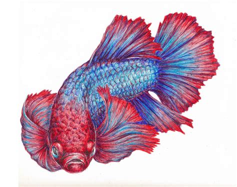 Betta fish drawing by Ilga Jansons | Doodle Addicts