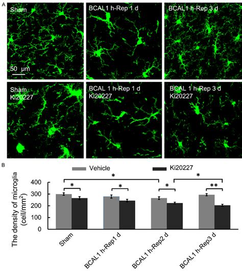 Microglial Changes Over Time In The Cerebral Cortex Of A Mouse Model Of