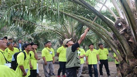 Tingkatkan Kompetensi Pekebun Sumsel BPDPKS DITJENBUN BPI Kucurkan