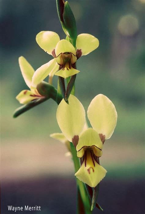 Diuris Filifolia