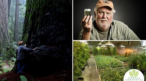 David Clona los árboles más antiguos del mundo y planta miles de ellos