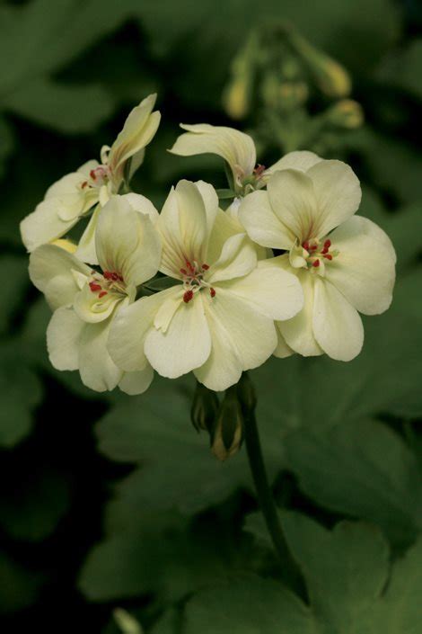 Geranium Flower Yellow