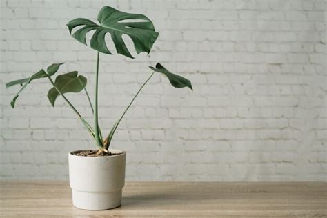 Premium Photo Monstera Plant In Cement Pot White Bricks Wall