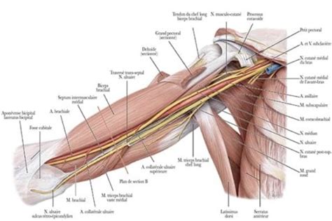 Le nerf médian anatomie et trajet Pathologies des nerfs périphériques