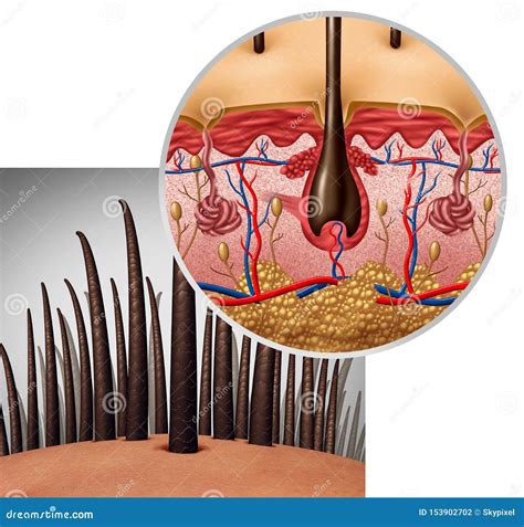 Hair Follicle Anatomy Stock Illustration Illustration Of Close 153902702