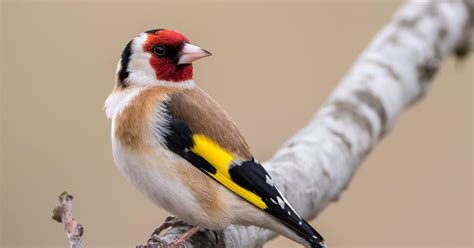 European Goldfinch Nesting Behaviour Location Eggs  Birdfact