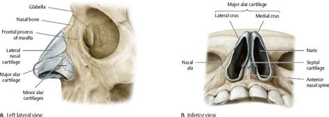 Nose Cartilage Diagram