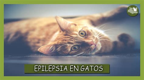 EPILEPSIA EN GATOS SÍNTOMAS TRATAMIENTO DIAGNÓSTICO Y CONSEJOS DE