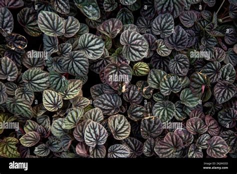 Peperomia Caperata Hi Res Stock Photography And Images Alamy