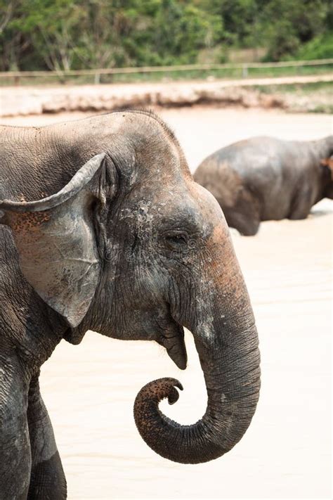 Asian Elephants In Natural Habitat In Cambodia During Daytime Stock