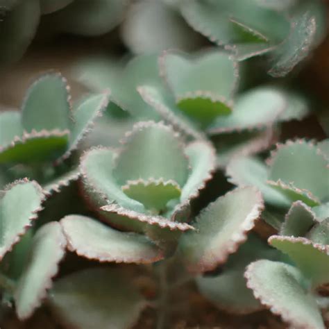 Descubra Os Surpreendentes Benef Cios Da Kalanchoe Pumila