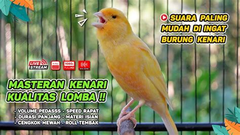 Pancingan Suara Kenari Gacor Ampuh Untuk Masteran Kenari Muda Dan