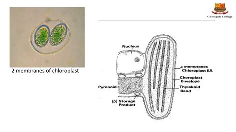 Classification Of Algae Ppt