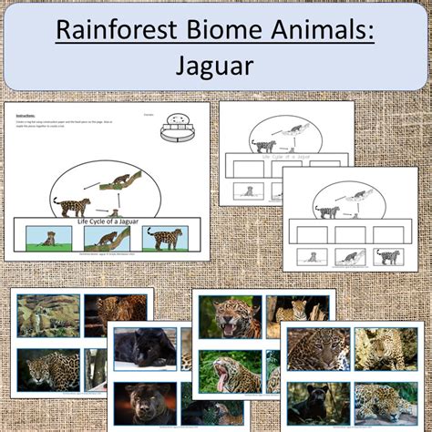 Jaguar Life Cycle