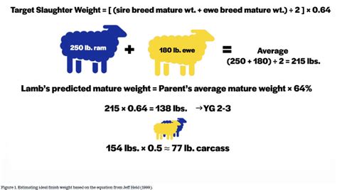 Direct Marketing Lamb Estimating Finish Weights Osu Sheep Team