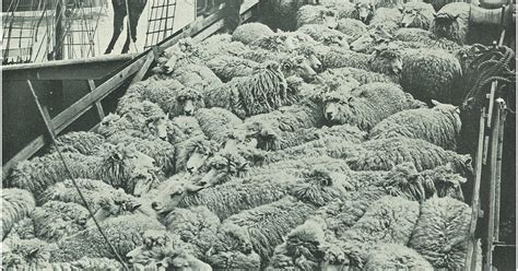 Farming Industry Photography Historical Mad On New Zealand