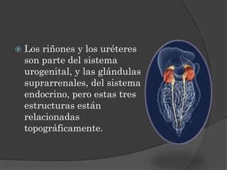 Riñones uréteres y glándulas suprarrenales PPT