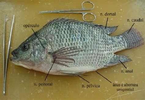 Anatomia Dos Peixes Biologia Interativa