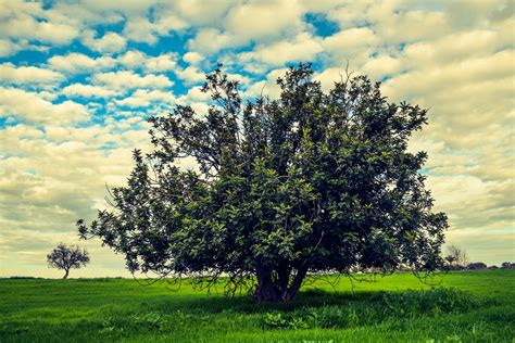 Free Images Landscape Tree Nature Grass Branch Blossom Winter