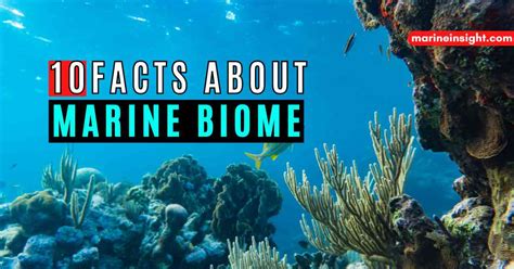 Fun Facts About Ocean Biome Lela Shawna