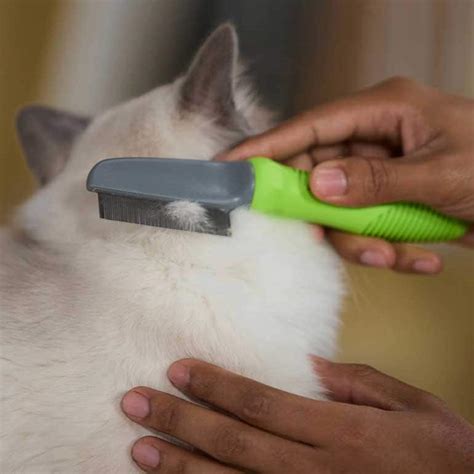 How to Get Rid of Cat Fleas—and Keep Them Away, Period