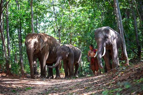 Phuket Elephant Sanctuary | Tourvado | visit Elephants retreats in Phuket