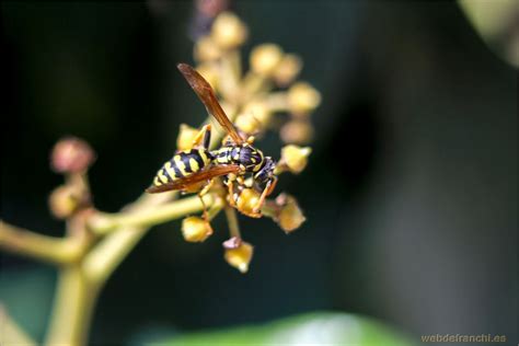 Vive que no es poco La Fotografía Macro Explicada al Detalle por