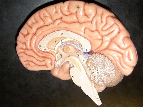 Internal Structure Of Human Brain